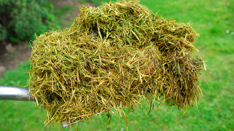 A scoop of grass clippings