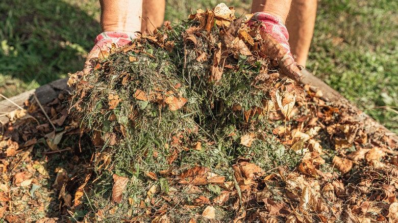 Gardener adds grass to compost