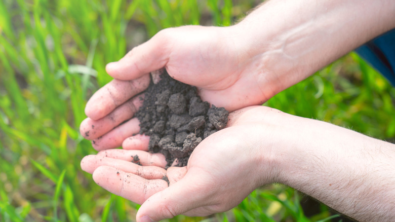 A person holds a pile of soil in their cupped hands above a green lawn.