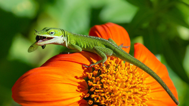 green anole on a flower