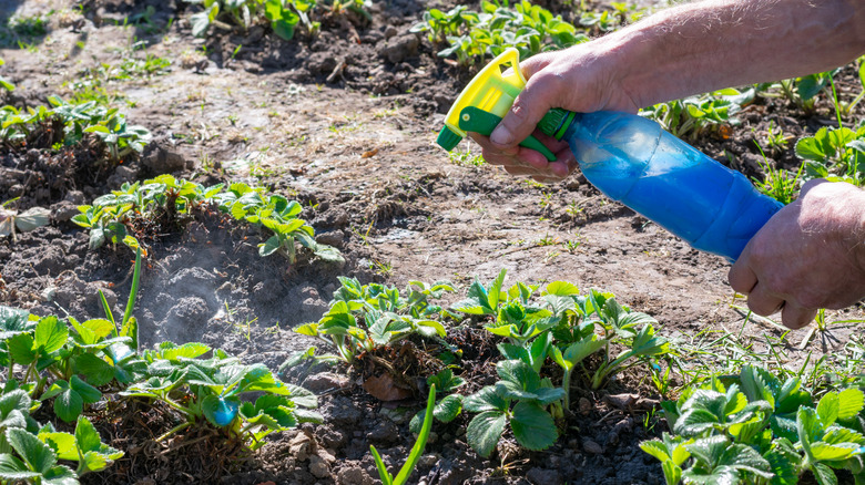 Spraying hot sauce on plants