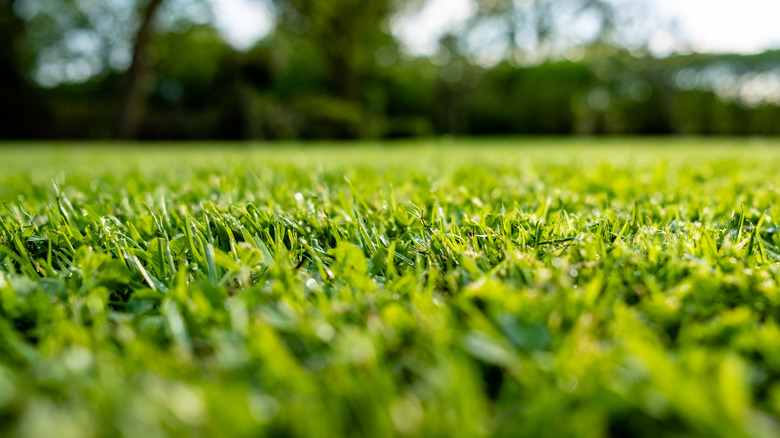 Ground-level view of a lawn