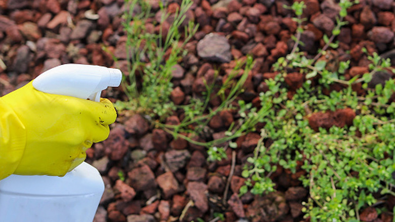 Person wearing a yellow rubber glove spraying weed killer on weeds in lava rock