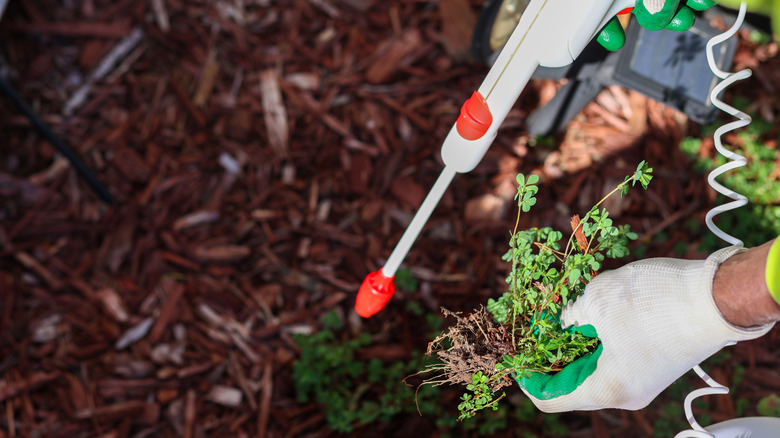 Person spraying weed killer on a small patch of weeds
