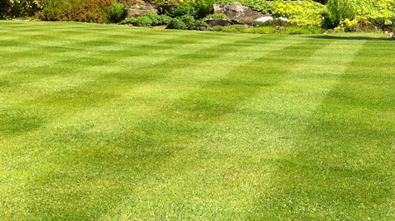 A short lawn with a faint striped mowing pattern.