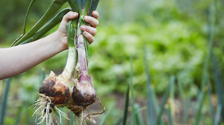 A person holding freshly harvested onions