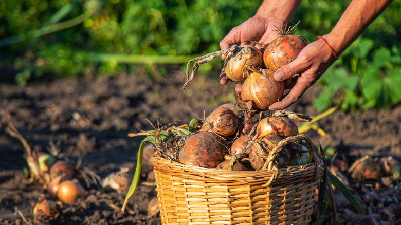 Onions being harvested and placed in a wicker basket