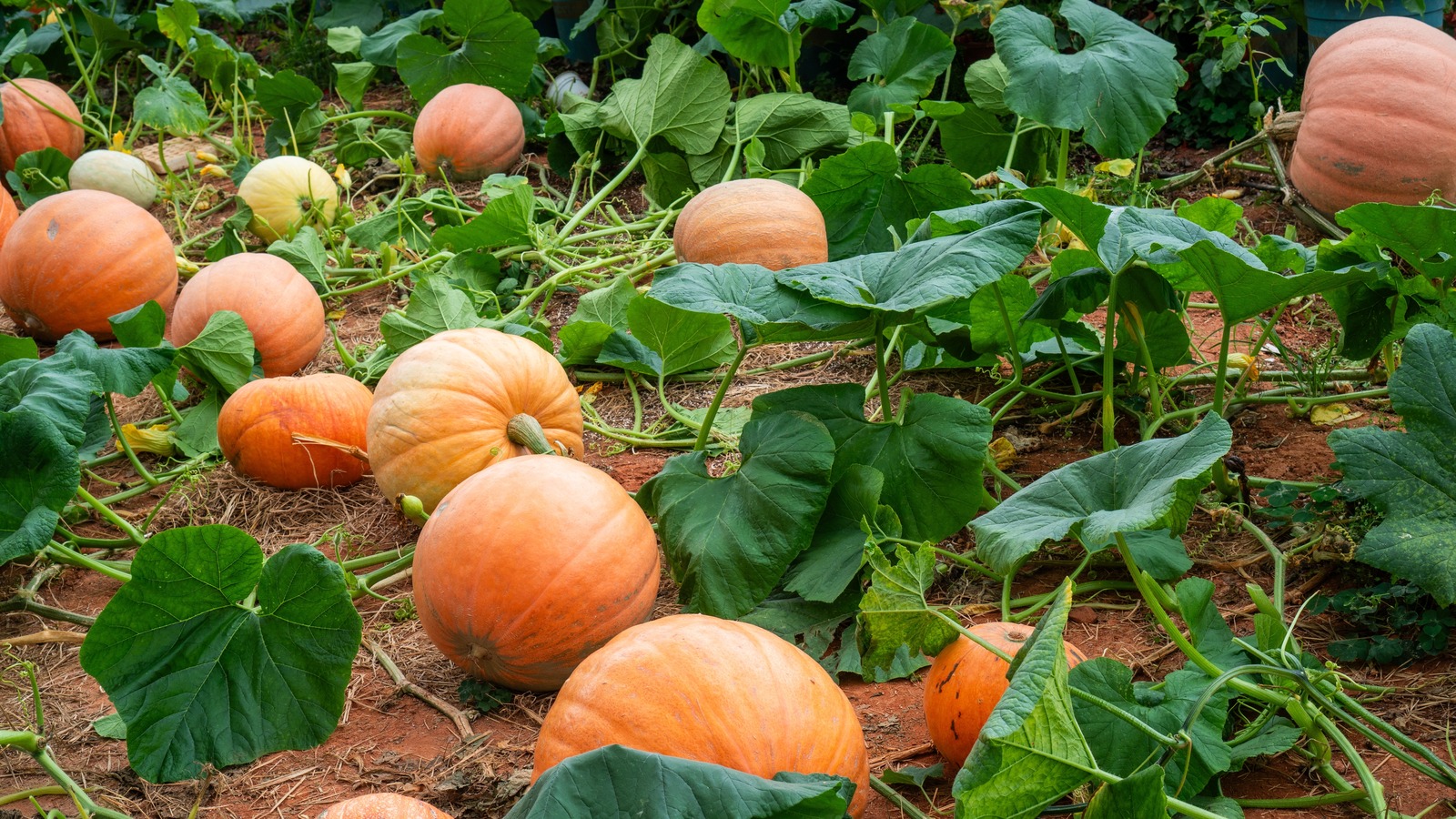 How Long Do Pumpkins Last Off The Vine And When Should You Harvest Them?