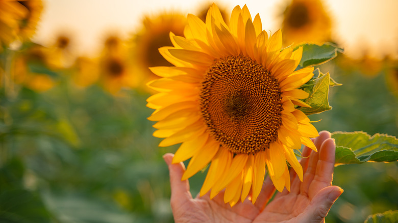 A pair of hands around the base of a sunflower