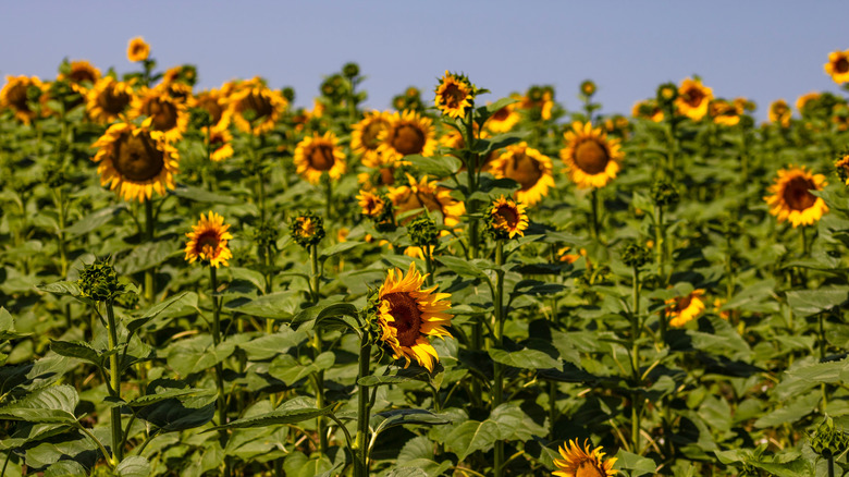 A sunflower field against a blue sky
