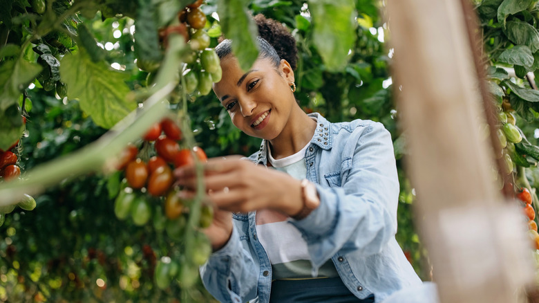 Woman picking cherry tomatoes from garden