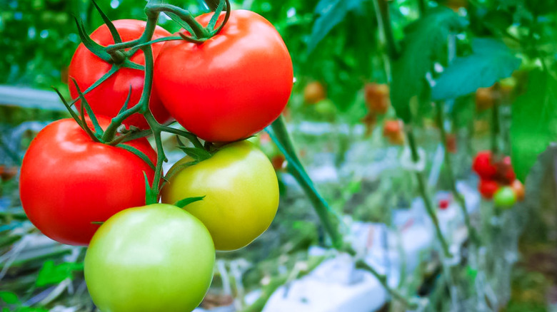 Three ripened and two green tomatoes on a vine
