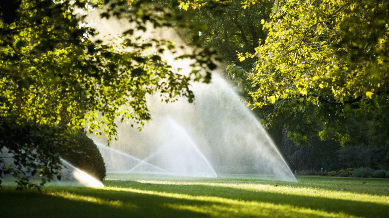 Lawn sprinklers in action