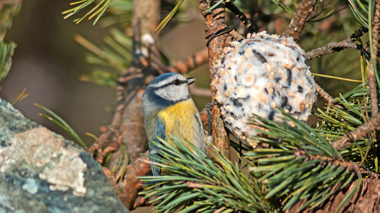 A small bird is eyeing a suet cake tied to a tree branch