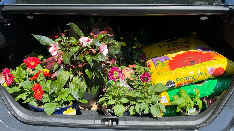Large bags of potting mix and flowering plants in the trunk of a car.