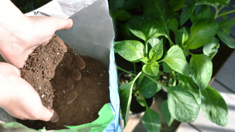A gardener runs potting soil in an open bag through the fingers of their cupped hands.