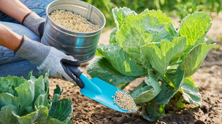 Person spreading granular fertilizer on a plant
