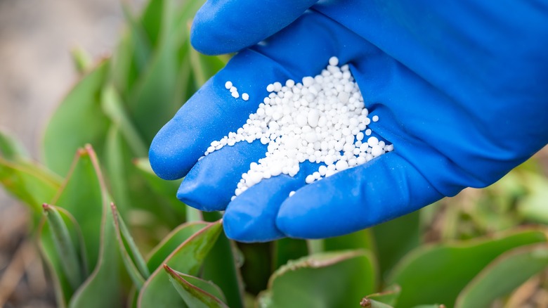 A gloved hand spreading granular fertilizer on plants
