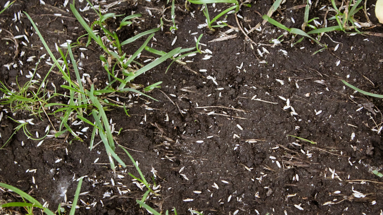 A close up of grass seeds spread over soil