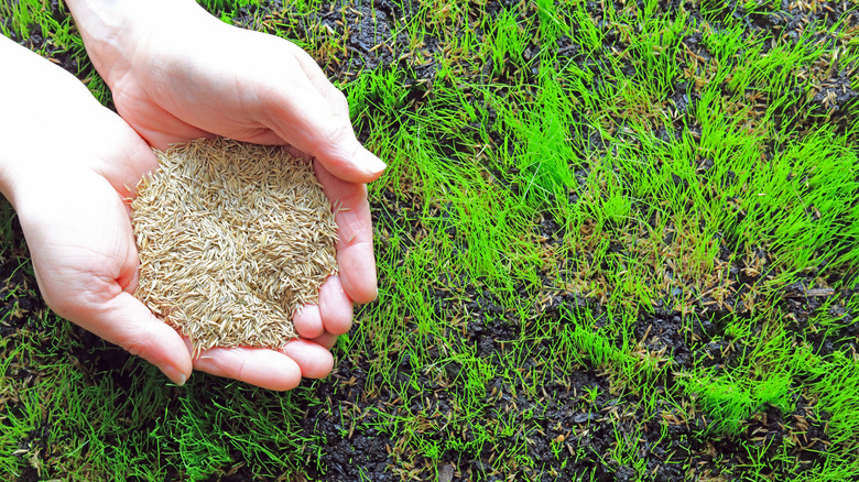 A person sowing grass seeds onto a lawn