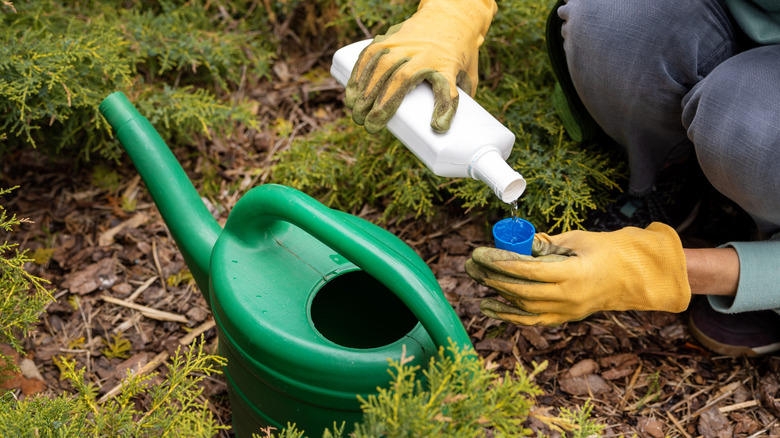 A woman diluting liquid fertilizer for use in the garden