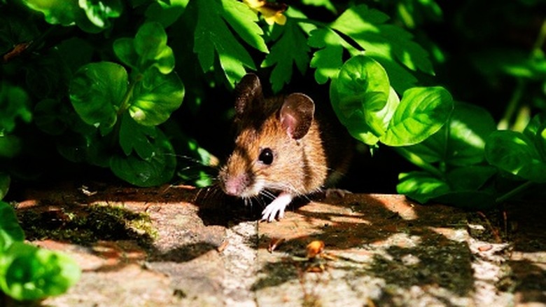 A brown mouse peeking its head out from vegetation in a garden