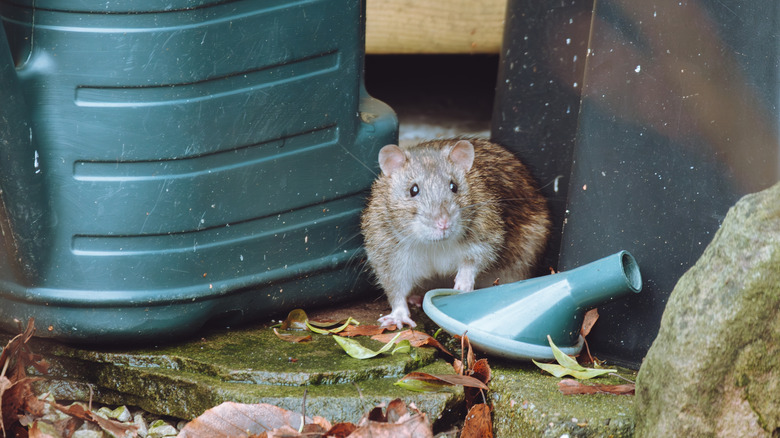 A brown rat hiding next to a watering can in the garden