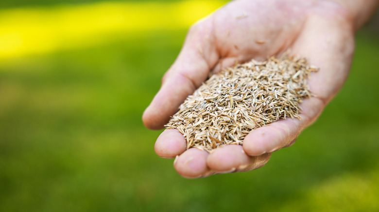 Hand holding grass seed