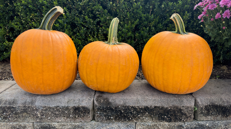 pumpkins sit in sun