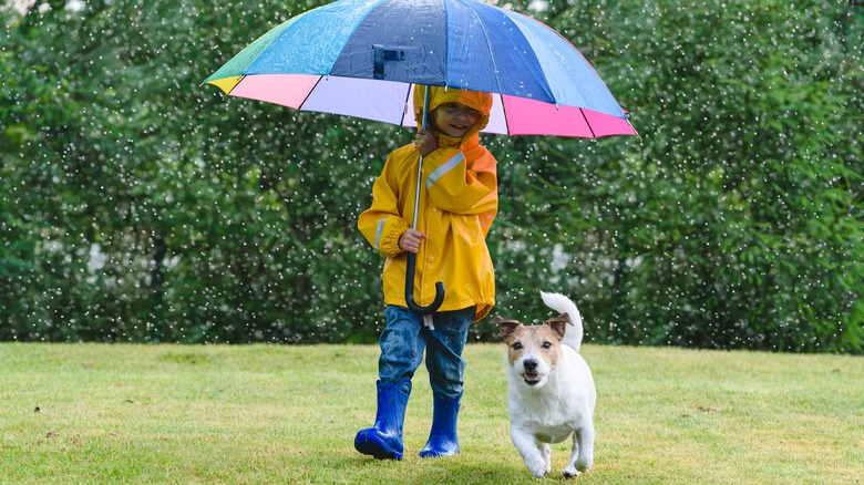 Child and dog playing on a lawn in the rain
