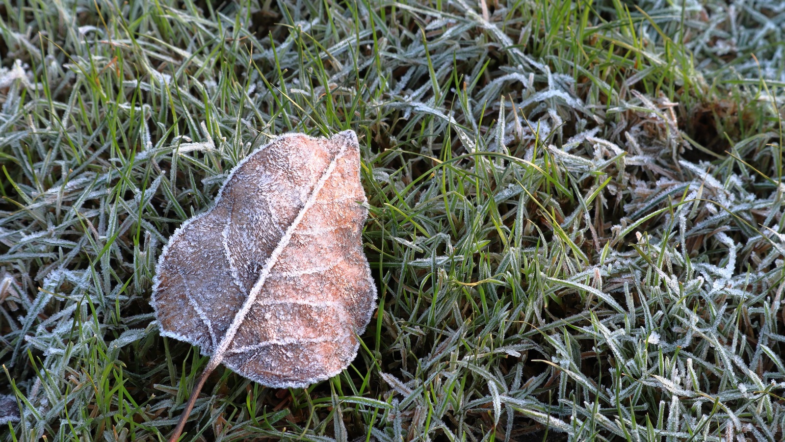How Low Should You Cut Your Grass Before Winter How Low Should You Cut Your Grass Before Winter