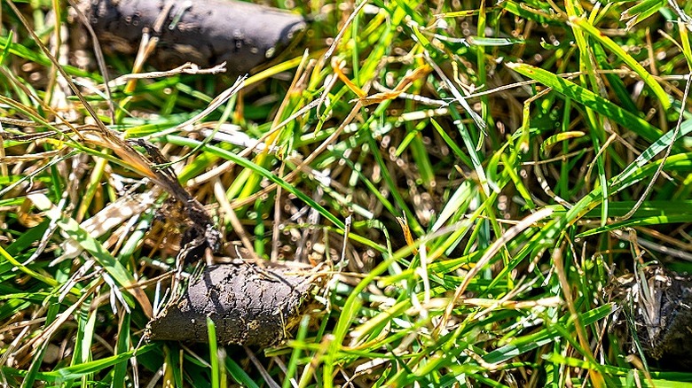 Soil plugs after core lawn aeration