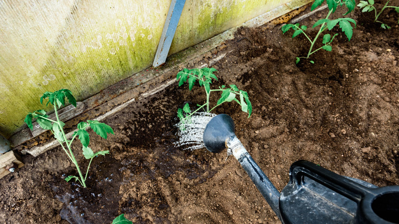 A gardener waters recently planted tomato seedlings with a black plastic watering can.