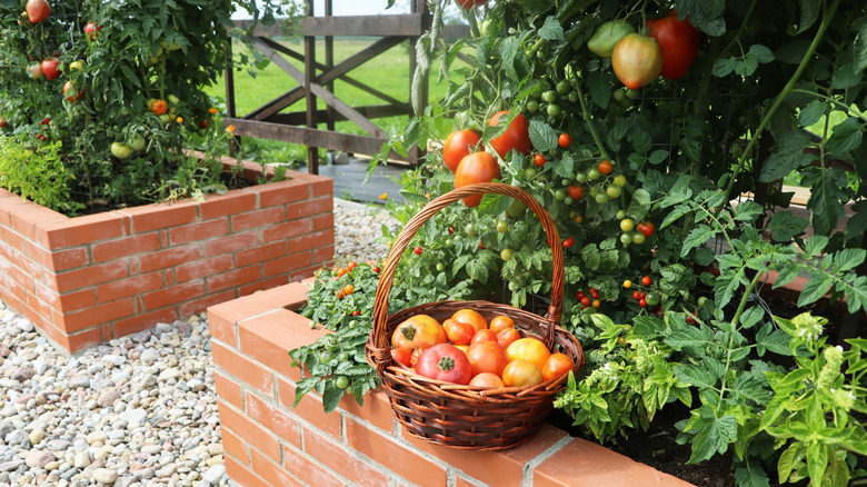A basket full of freshly picked ripe tomatoes sits on the wall of a brick raised garden bed full of mature tomato vines.