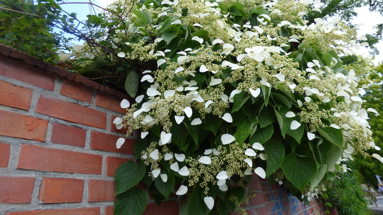 climbing hydrangeas on brick wall