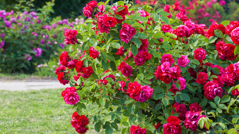 rose bush in garden