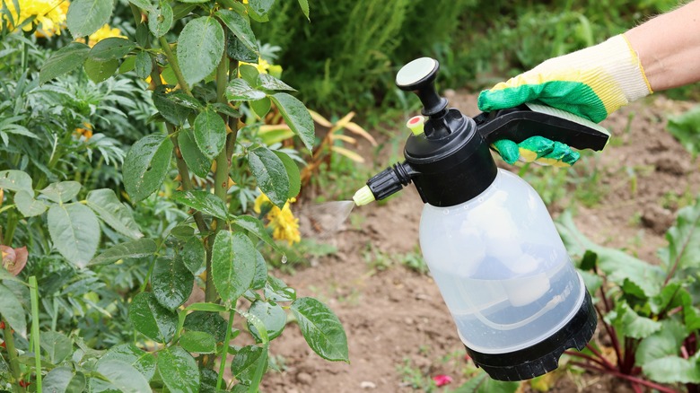 spraying plants with spray bottle