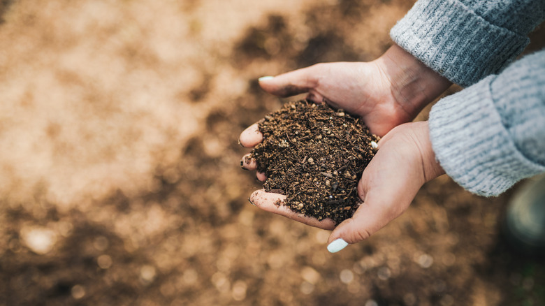 Gardener holds up a handful of compost