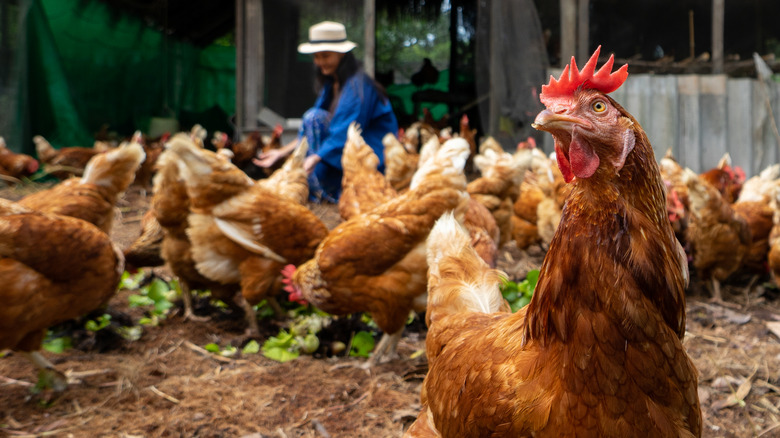 Woman feeding chickens