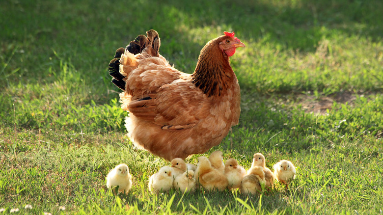 Mother hen and chicks