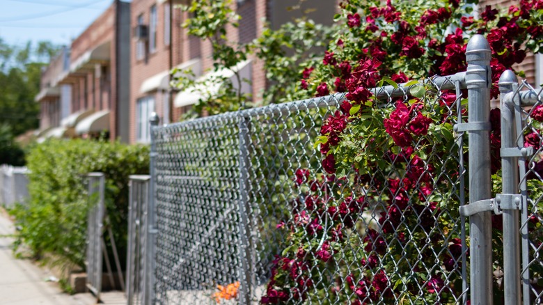 Roses on chain-link fence