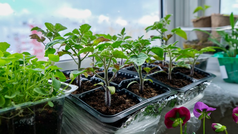 seedlings on a windowsill