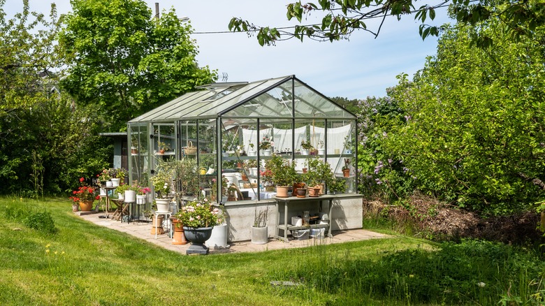 greenhouse with flowers 