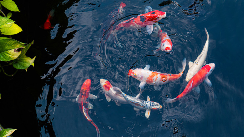 koi fish swimming in pond