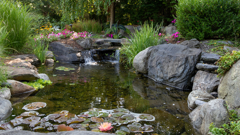 beautiful backyard pond