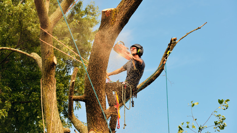 professional cutting down a tree