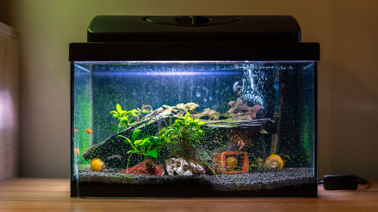 Fish Tank with light on