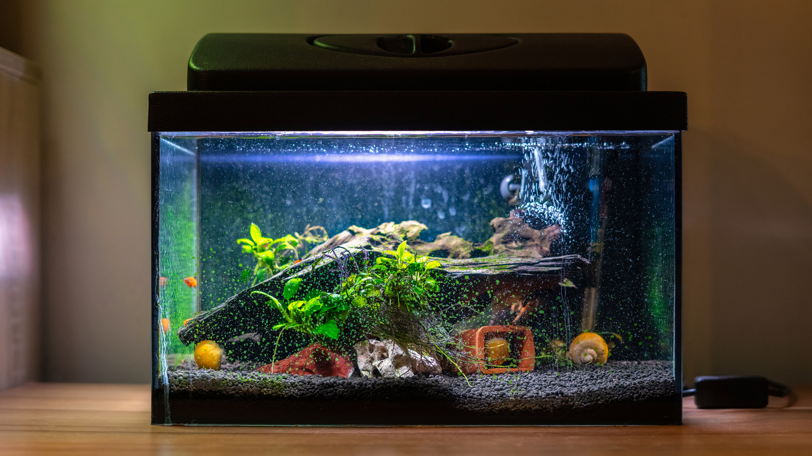 How Much Does It Cost To Set Up A Saltwater Fish Tank?