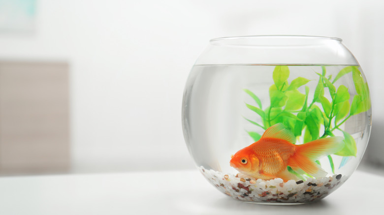 goldfish floating in a bowl