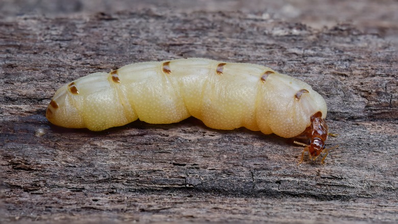 Termite queen